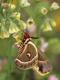 Cecropia Moth on Alium Flowers