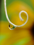 Rain Drop with Flower Reflected