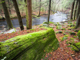Forest of Eastern Hemlock Trees in East Haddam, Connecticut, USA