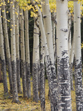 Quaking Aspen in Fall, Rocky Mountain National Park, Colorado, USA