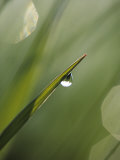 Blade of Grass with Dewdrop