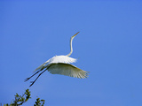 Great Egret Takes Flight from Tree, St. Augustine, Florida, USA