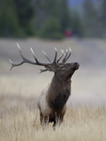 Elk Prancing, Yellowstone National Park, Wyoming, USA
