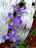 Dwarf Lake Iris Growing Through Birch Bark, Upper Peninsula, Michigan, USA