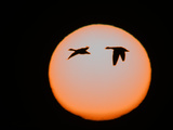 Snow Geese in Flight, Bosque Del Apache National Wildlife Reserve, New Mexico, USA