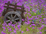 Wooden Cart in Field of Phlox, Blue Bonnets, and Oak Trees, Near Devine, Texas, USA