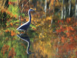 Great Blue Heron in Fall Reflection, Adirondacks, New York, USA