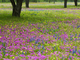 Field of Texas Blue Bonnets, Phlox and Oak Trees, Devine, Texas, USA