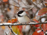 Adult Black-capped Chickadee in Snow, Grand Teton National Park, Wyoming, USA