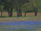 Texas Blue Bonnets and Oak Trees, Nixon, Texas, USA