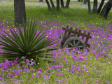 Wooden Cart in Field of Phlox, Blue Bonnets, and Oak Trees, Near Devine, Texas, USA