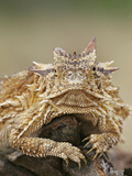 Buy Horned Lizard or Toad Rests on Tree Stump, Cozad Ranch, Linn, Texas, USA at AllPosters.com