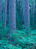 Buy Red Pines in the Cathedral Pines Natural Area, Eustis, Maine, USA at AllPosters.com