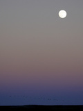Sandhill Cranes Moon Flying Under Full Moon at Twilight