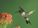 Ruby-Throated Hummingbird in Flight Feeding on Kalanchoe Flower, New Braunfels, Texas, USA