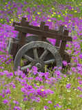 Buy Wooden Cart in Field of Phlox, Blue Bonnets, and Oak Trees, Near Devine, Texas, USA at AllPosters.com