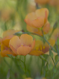 Yellow Flax Along Interstate 35, Near Devine, Texas, USA