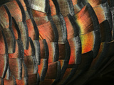 Wild Turkey Feather Close-up, Las Colmenas Ranch, Hidalgo County, Texas, USA