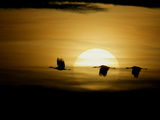 Silhouettes of Sandhill Cranes, Bosque Del Apache National Wildlife Reserve, New Mexico, USA