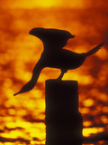 Silhouette of Double Crested Cormorant on Pile at Sunset, Jamaica Bay Wildlife Refuge, New York