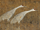 Sandhill Cranes in Marsh Prepare for Takeoff, Bosque Del Apache National Wildlife Reserve