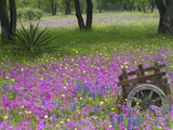 Wooden Cart in Field of Phlox, Blue Bonnets, and Oak Trees, Near Devine, Texas, USA