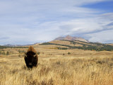 Yellowstone National Park, Wyoming, USA