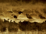 Flock of Snow Geese and Sandhill Cranes in Water and Ground Fog