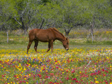 Quarter Horse in Wildflower Field Near Cuero, Texas, USA