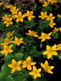 Urban Forestry Center, Marsh Marigolds, Portsmouth, New Hampshire, USA