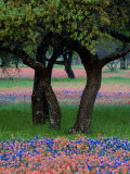 Texas Wildflowers and Dancing Trees, Hill Country, Texas, USA
