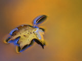 Maple Leaf Floating on Water Surface with Autumn Reflections, Michigan, USA