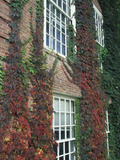 Hanover Ivy on Dartmouth College Building, New Hampshire, USA