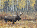 Bull Moose in Snowstorm with Aspen Trees in Background, Grand Teton National Park, Wyoming, USA