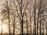Buy Bare Trees with Ice on Branches at Sunset, Leavenworth, Washington, USA at AllPosters.com