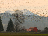Flock of Snow Geese Take Flight, Mt. Baker and Cascades at Dawn, Fir Island, Washington, USA