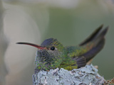 Detail of Buff-Bellied Hummingbird Sitting on Nest Atop Cactus Plant, Raymondville, Texas, USA