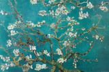 Buy Almond Blossom at AllPosters.com