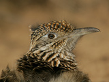 Head Portrait of Great Roadrunner, Bosque Del Apache National Wildlife Reserve, New Mexico, USA