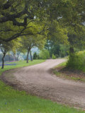 Oak Trees, Blue Bonnets, and Indian Paint Brush, Near Gay Hill, Texas, USA