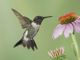 Ruby-Throated Hummingbird in Flight Feeding on Purple Coneflower, New Braunfels, Texas, USA