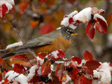 Male American Robin in Black Hawthorn, Grand Teton National Park, Wyoming, USA