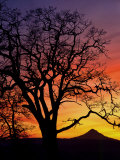 Oak Tree Framing Mt. Hood at Sunset, Columbia River Gorge National Scenic Area, Oregon, USA
