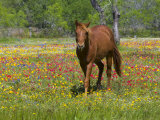 Quarter Horse in Wildflower Field Near Cuero, Texas, USA