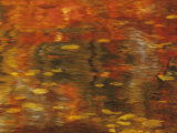 Abstract of Autumn Leaves and Reflections in Water, Lake Chippewa, Wisconsin, USA