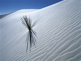 Solitary Yucca Grows on Gypsum Sand Dune, White Sands National Monument, New Mexico, USA