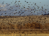 Yellow-Headed and Red-Winged Blackbirds in Refuge, Bosque Del Apache, New Mexico, USA