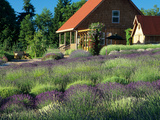 Lavender Field and Gift Shop, Sequim, Washington, USA