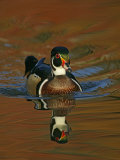 Abstract of Wood Duck Drake Swimming in Autumn Color Reflections, Chagrin Reservation, Cleveland