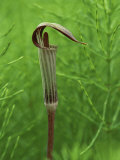 Jack-In-The-Pulpit Flower Amid Green Equisetum Ferns in Springtime, Michigan, USA